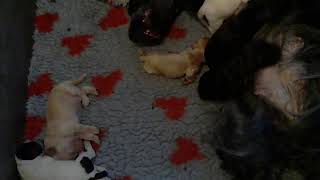 Download Lagu De pups van Elsa MP3