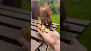 Princess food review 2 #squirrel #foodreview #eichhörnchen #feed #food #nuts #lunch #squirrels