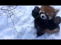 Red pandas play in the snow