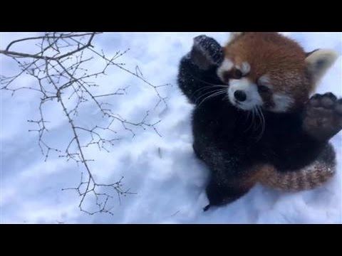 Red Pandas Play In The Snow Youtube