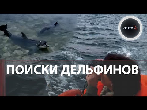 Владелец дельфинария в Севастополе выпустил в море дрессированных дельфинов | Афалин ищет их тренер