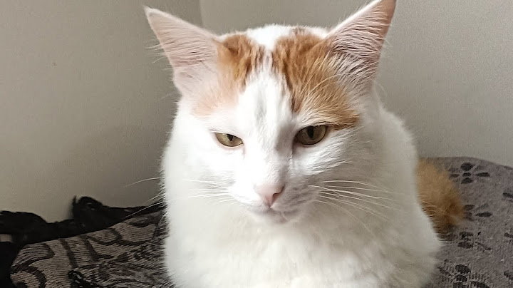 घरात काही काम करायला घ्या म्होरक्या आणि त्याची टोळी मदतीला हजर होणार#cat #cats 