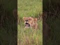 Lions Sleeping in Kenya! 🦁😴
