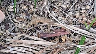 Little Goanna Foraging For More Roaches.