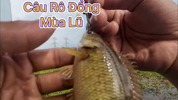 Câu Rô Đồng, mùa lũ | cá rô đồng mùa lũ này quá mập…