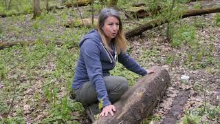 Exploring the Forest Floor Resimi