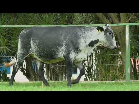 LOTE 255   23º LEILÃO GIROLANDO FAZENDA SANTA LUZIA