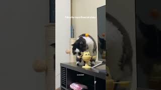 need advice? #catlife #abudhabi #catvideos #catshorts #uae #cats #cat #catdaily
