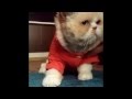 猫のおもしろ！可愛い！！動画まとめ　海外編１Funny Cats Compilation