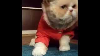 猫のおもしろ！可愛い！！動画まとめ　海外編１Funny Cats Compilation