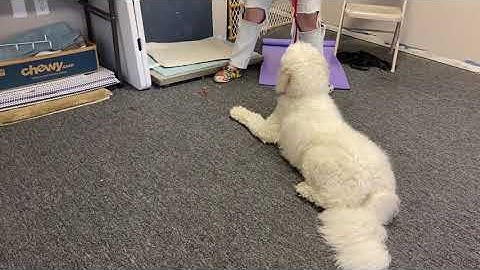 Advanced errorless leave-it