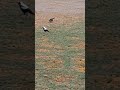 #Australian wildlife #birds 🐦  magpies