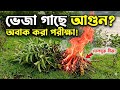 ভেজা কুকুরচিতা গাছ দিয়ে আগুন জ্বালানোর পরীক্ষা | Survival Experiment