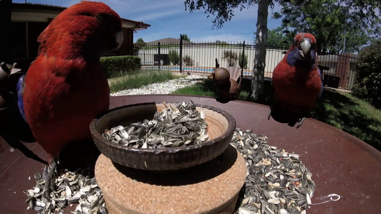 Crimson rosella - backyard birds - oz birds - YouTube