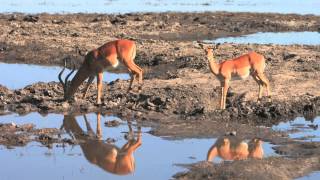 Botswana delta Okawango