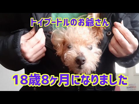 【ご報告】飼い主のMRI検査の結果&ウンチ達との楽しい日々…🤣 の巻 toy poodle 18years old