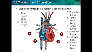 Bio CH 30 - Respiratory and Circulatory Systems
