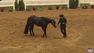 2023 Quarter Horse Congress Amateur Select Showmanship Finals Showing Suddenlee Single