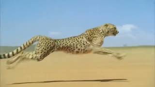 Cheetah In Action