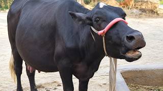 9 Cow Mooing - Whose Voice Is Good | Cow Sound,9 Cow Mooing - Whose Voice Is Good | Cow Sound