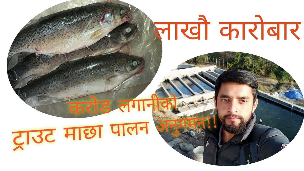 Visiting trout farm! YouTube