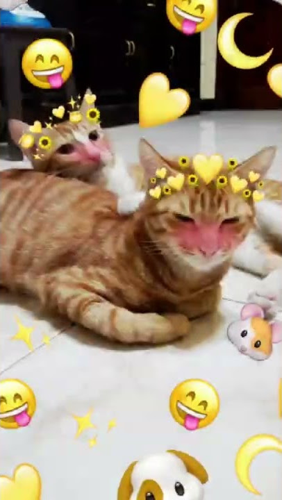cats-! ♧ (ft. kitkat, pocky ★) #jj #kucingimut #gemes #imut #jedagjedug #dariyangmuda