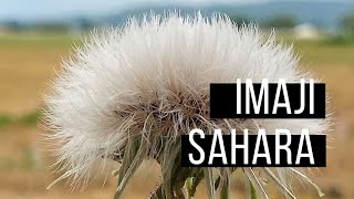 IMAJI - Sahara | Video Lirik