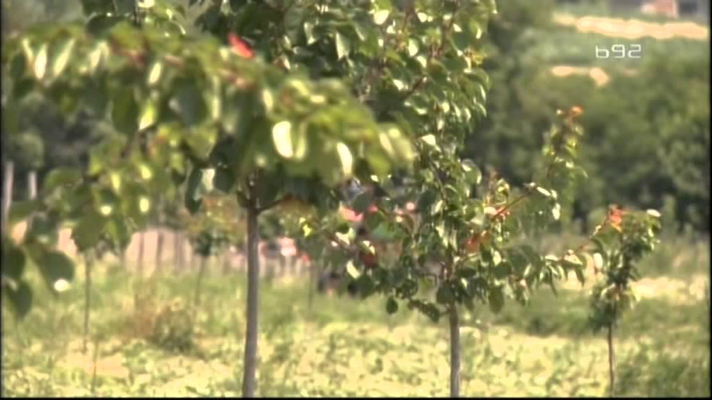 Trodogisnja kajsija a vec uveliko radja