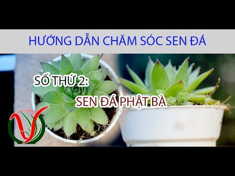 Vuki Garden| Hướng dẫn chăm sóc sen đá | Sen đá phật bà (How to care for succulents – Sempervivum)