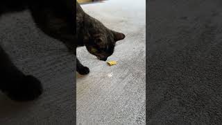 🐈‍⬛My cat LOVES chips! #shorts #silly #cat