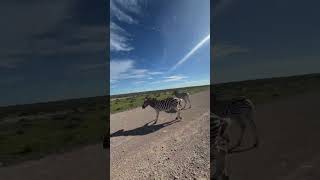 Zebras Crossing a Desert Road in Namibia: A Snapshot of Wildlife Amidst the Arid Landscape