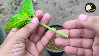 Grow Coleus Cuttings Faster || Coleus Plant Care in Hindi