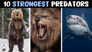 10 Strongest Predators In The Animal Kingdom