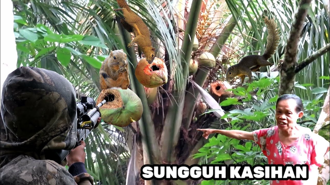 TANGISAN NENEK TUA 🤬BUAH KELAPA HABIS DI LOBANGI TUPAI 😤