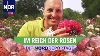 Blühende Leidenschaft im Rosenzuchtbetrieb in Uetersen | Die Nordreportage | NDR