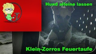 (FOLGE 14)  den Hund alleine lassen  Feuertaufe für KleinZorro (5 Monate)