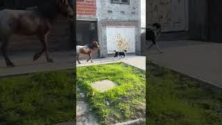 Dog Leads Horse by Leash