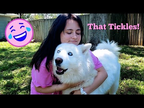 Funny Husky Growls When Getting Loved On By Beautiful Girl