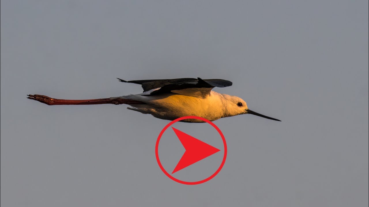 Marievale Bird Sanctuary #5, 25 August 2022.