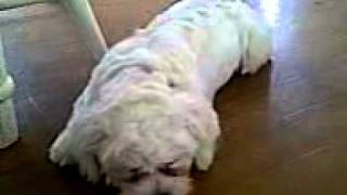 VID-20110408-00018.3GP