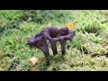 Вороночник рожковидный (Craterellus cornucopioides). Как выглядит гриб на месте произрастания.