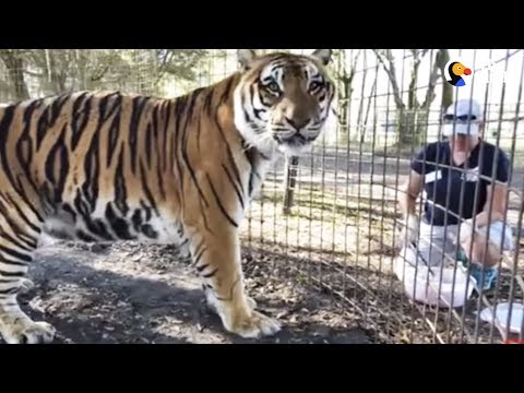tiger videos for kids LIVE: Tiger Feeding at Big Cat Rescue | The Dodo LIVE