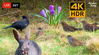 🔴 24/7 LIVE: Cat TV 😺 Cute Bunnies, Spring Birds, and Squirrels 🐦 4K Cat Games HDR