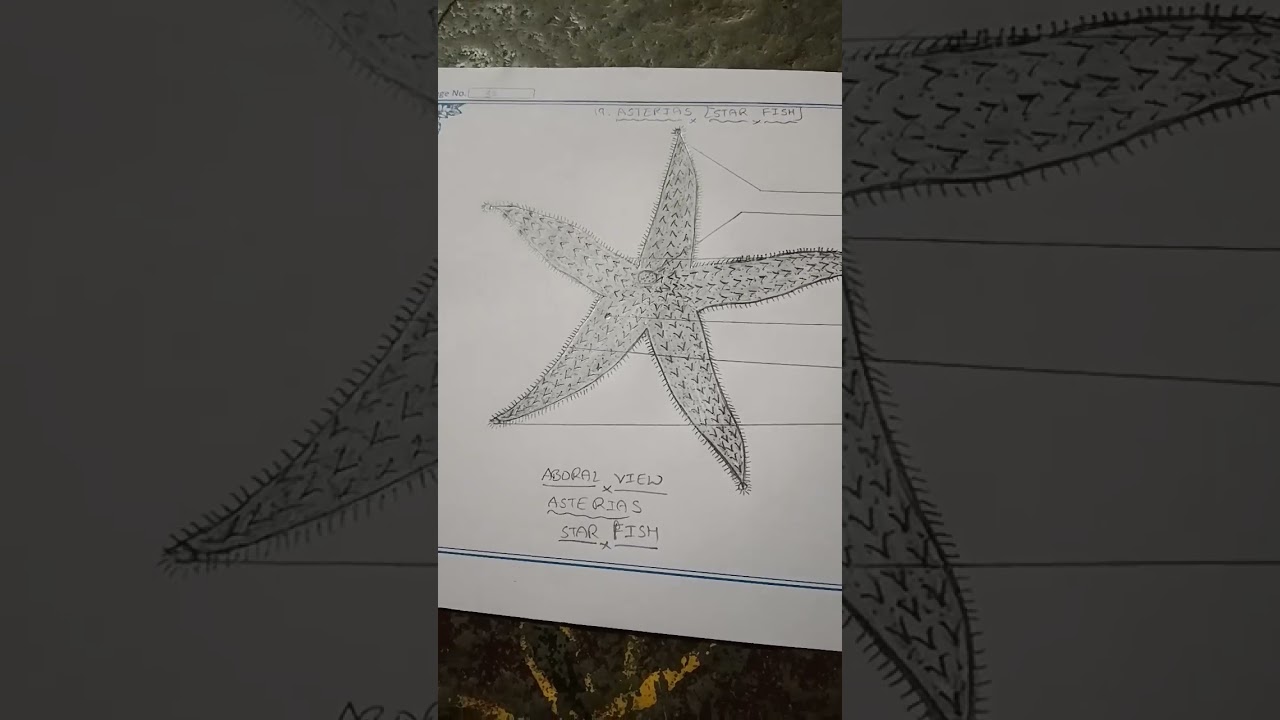 Asterias (star fish)