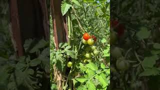 How to Grow Healthy Tomatoes: Expert Tips for Sustainable Farming | #shorts #tomatofarming