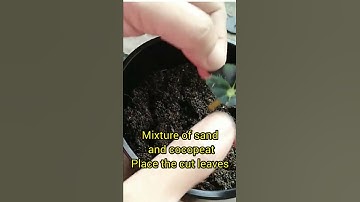 How to propagate begonia by leaves and repotting