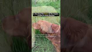 Why You Shouldn’t Start Feeding Your Dog Probiotic Supplement! Must Watch For Every Pet Parent!