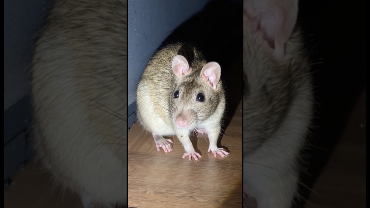 These Vehicles Will Make You Stare Twice - YouTube Auto PHP Script