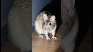 De Rat Keek Me Aan Alsof Hij Me Kende