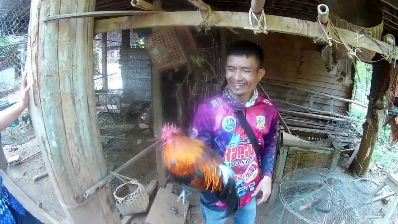 ep.139 เดินทางมาเที่ยวชมไก่ตั้งสายหมานอาจาร์ยเนตร อำเภอขุนยวมขอบอาจาร์ยเนตรที่แบ่งปันไก่แม่มาให้ครับ